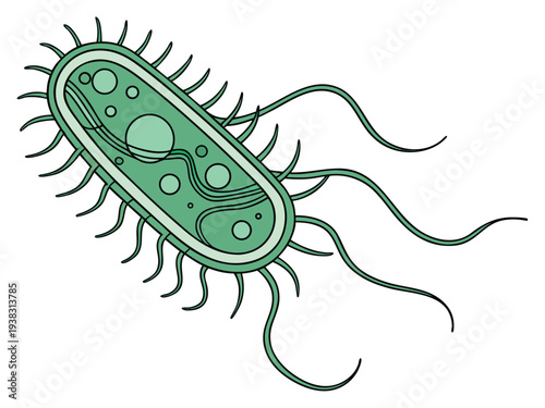 Realistic microscopic green bacterium, vector scientific diagram showing cell wall, cytoplasm, and flagella, high-detail biology illustration, white background.