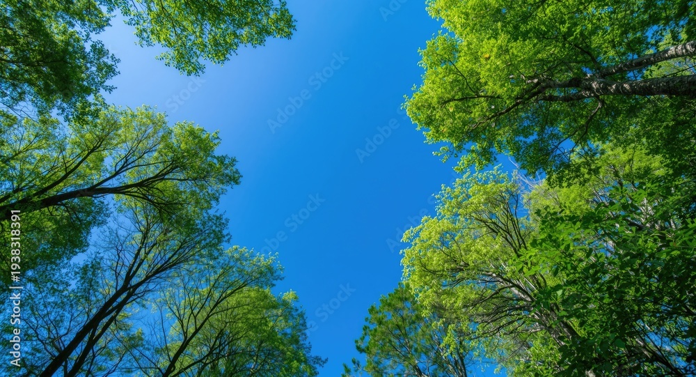 Obraz premium Bright blue summer sky framing tall green trees in a peaceful natural view