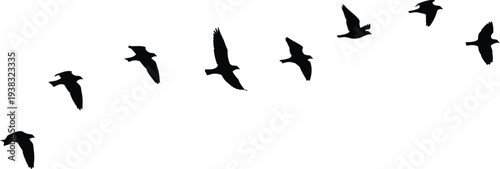 A flock of birds flying in a v formation