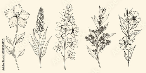 Vintage botanical illustration of various wildflowers and grasses