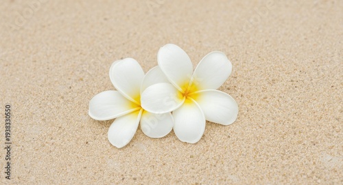 Elegant white plumeria flowers resting on soft sandy beach with delicate petals