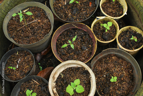 Young plant seedlings growing in various small plastic pots with rice husk planting media