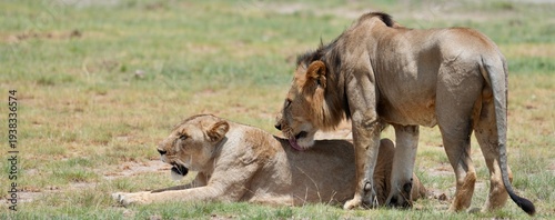 préliminaires accouplement lion lionne bannière