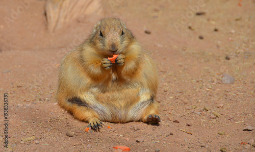 Vászonkép Prairie dogs are burrowing rodents native to the grasslands of North America