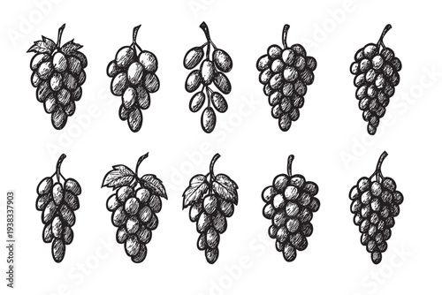 This image shows ten grape clusters drawn in a sketch style with black ink on a white background. Great for use in illustrations and graphics.