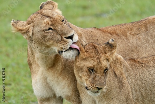 Bild auf Leinwand lionne fait la toilette à son lionceau