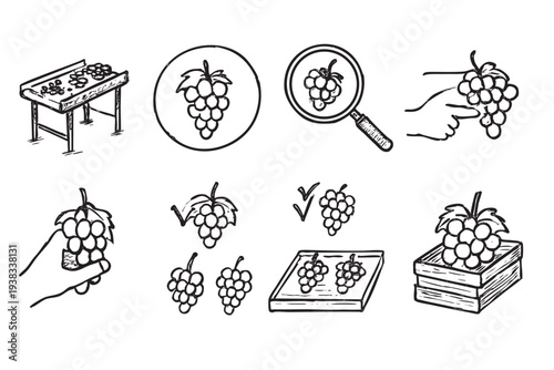 A set of black and white grape icons showcasing various stages of grape harvesting, processing, quality control, and sales, created as a simple illustration.
