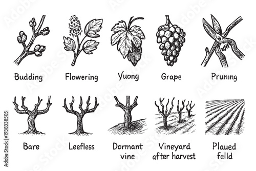 A hand-drawn illustration showcasing grapevine life cycle stages, from budding to pruning and vineyard appearance after harvest, ideal for educational or design purposes.