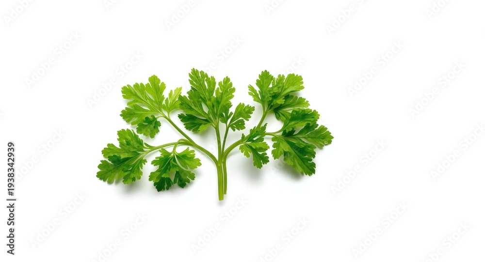 Fototapeta premium Bright green organic parsley leaves isolated on a stark white background