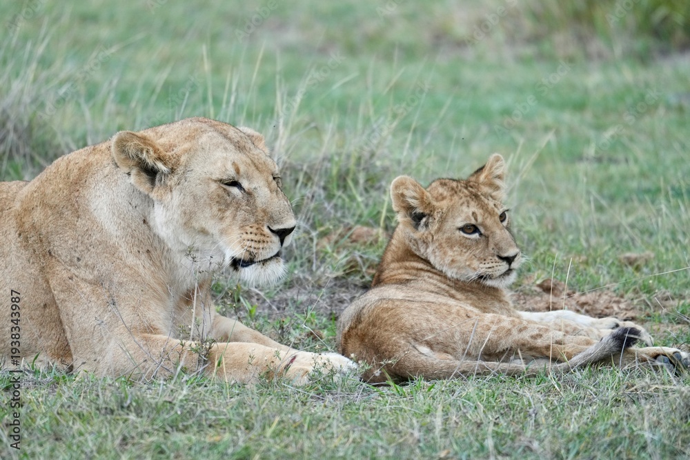 Fototapeta premium une lionne et un lionceau