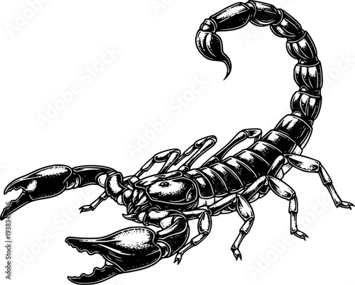 Scorpion Vintage Engraving Illustration Isolated for Wildlife, Desert Animal and Tattoo Design