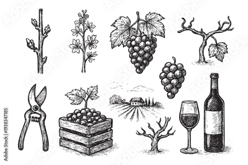 Vector drawing shows a grapevine's life cycle, including bunches of grapes, pruning shears, wine bottle, and a vineyard landscape, ideal for illustrating wine making.