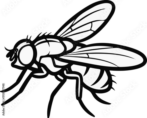 Detailed line art illustration of a housefly with intricate wing veins and legs