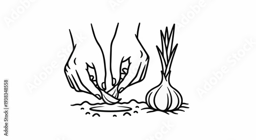 Hands planting a garlic bulb in the soil next to a sprouted bulb
