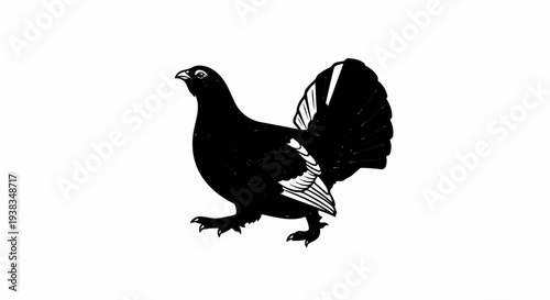 Black bird with fanned tail feathers, walking to the left