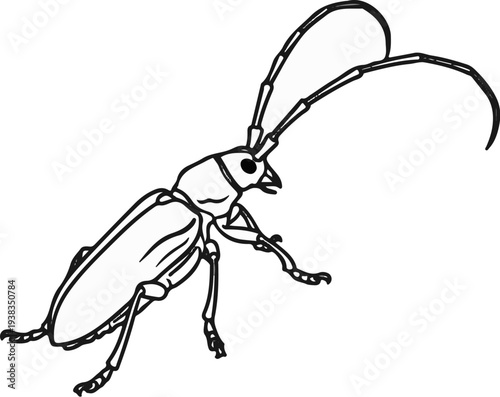 Detailed black and white illustration of a long-horned beetle