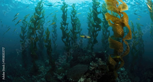 Abundant marine life in a submerged giant kelp forest reserve with copyspace for text