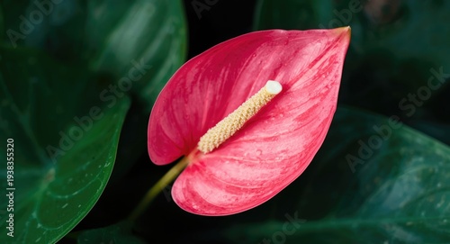 Close up of vivid pink anthurium flower with lush green leaves