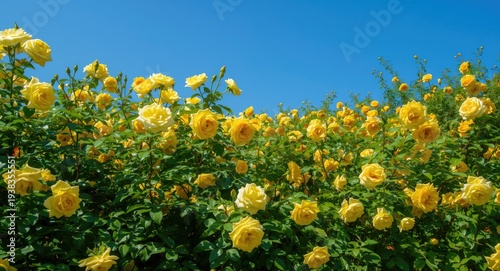 Bright yellow blooms in a colorful rose garden with dense green foliage under a clear blue sky