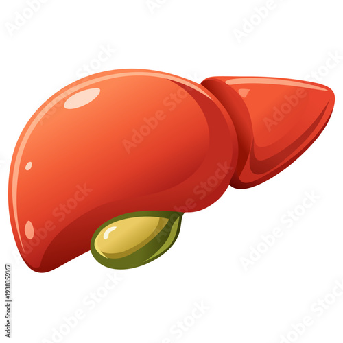 Human Liver Anatomy Illustration Isolated on White Background