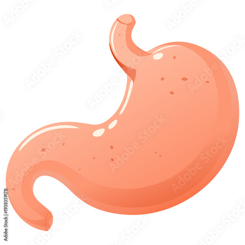 Human Stomach Anatomy Medical Illustration Digestive Organ on white background 