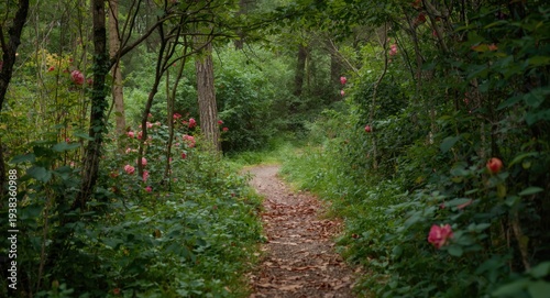 A vibrant rose lined path meandering through a dense forest landscape