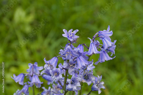 Konstfotografi close up of bluebells with purple flowers in the garden - Hyacinthoides non-scri