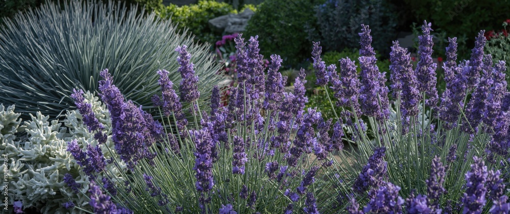 Obraz premium Blooming garden with rich lavender flowers and sea salt leafy plants