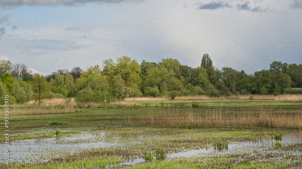 Fototapeta premium wetlands of Bourgoyen nature reserve with fresh green spring trees. Ghent, Flanders, Belgium 