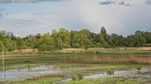 wetlands of Bourgoyen nature reserve with fresh green spring trees. Ghent, Flanders, Belgium 