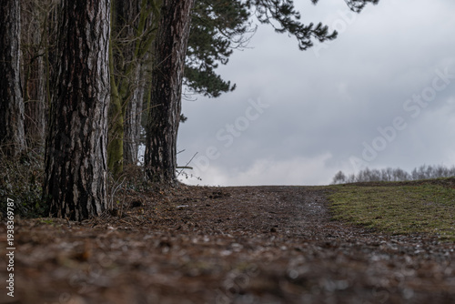 Fotografie Forest Path Along Tall Pine Trees Under Cloudy Sky