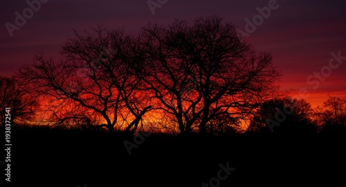 Darkened tree shapes against a fiery sunset exemplifying tranquil natural dusk