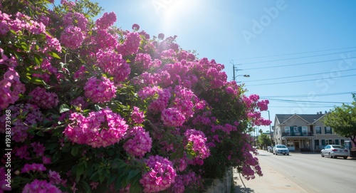 Bright flowers blooming under clear sunny skies on a cheerful street