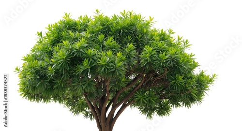 Dense tropical tree with lu...