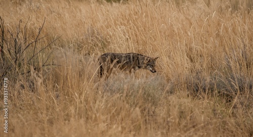 Coyote exploring dry grassl...