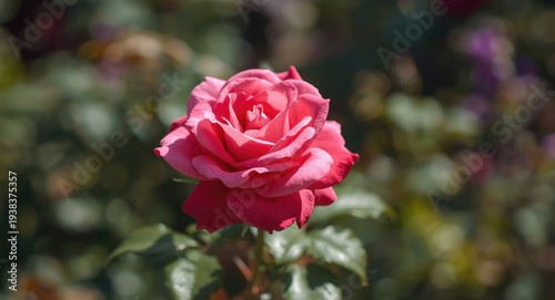 Beautiful pink rose bloomin...