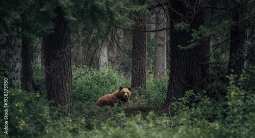 Bear resting under canopy o...