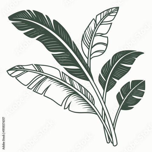 A detailed illustration of a tropical leaf with prominent veins and serrated edges Vector
