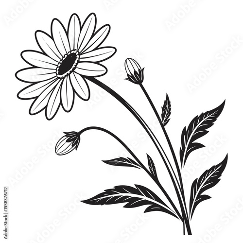 A delicate line drawing of a single daisy with leaves and buds on a white background Vector