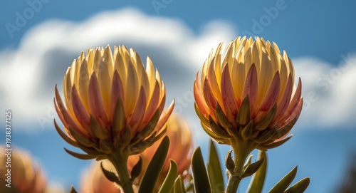 Pincushion protea flowers g...
