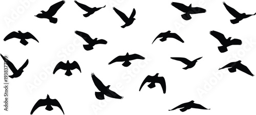 Collection of flying bird silhouettes, isolated wildlife birds in flight, black avian wings, flock freedom nature sky animal silhouette set