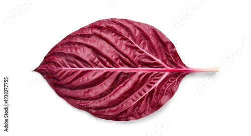 Natural red radicchio leaf ...