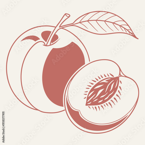 A beautifully illustrated image of a peach and its pit with leaves Vector