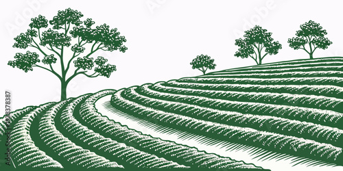 Rows of lush green trees planted in a well-maintained agricultural field. Vector