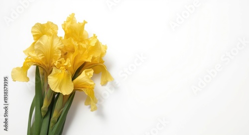 Detailed yellow iris flower...