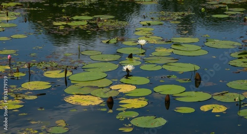 A serene pond featuring flo...
