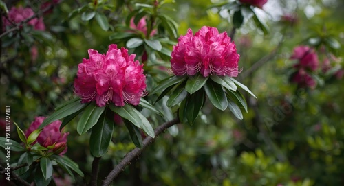 Beautiful rhododendron flow...