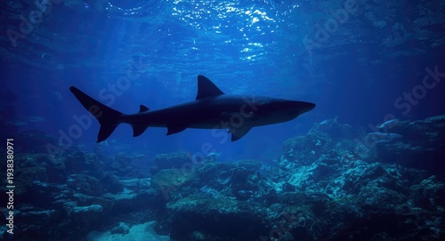 Wallpaper Mural Aquarium setting with a shark silhouette swimming upward slowly Torontodigital.ca