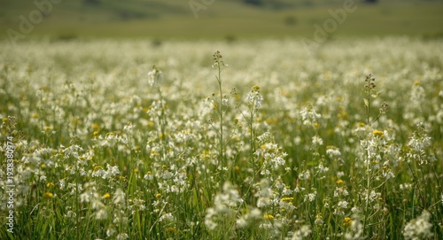 Bright white flowers blosso...