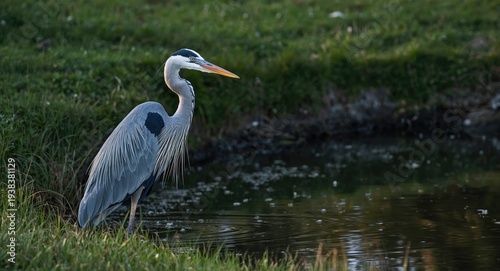 Blue heron with a majestic ...